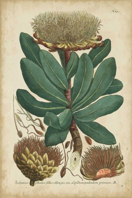 Weinmann Foliage and Fruit I Poster Print - Weinmann