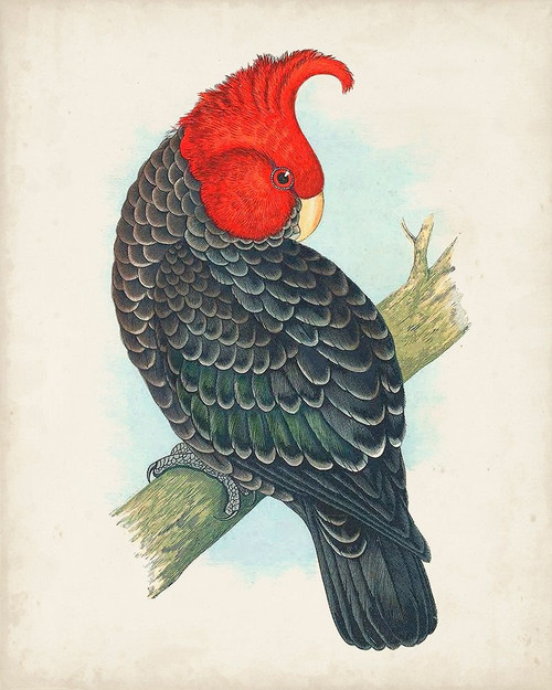 Antique Cockatoo I Poster Print - Unknown