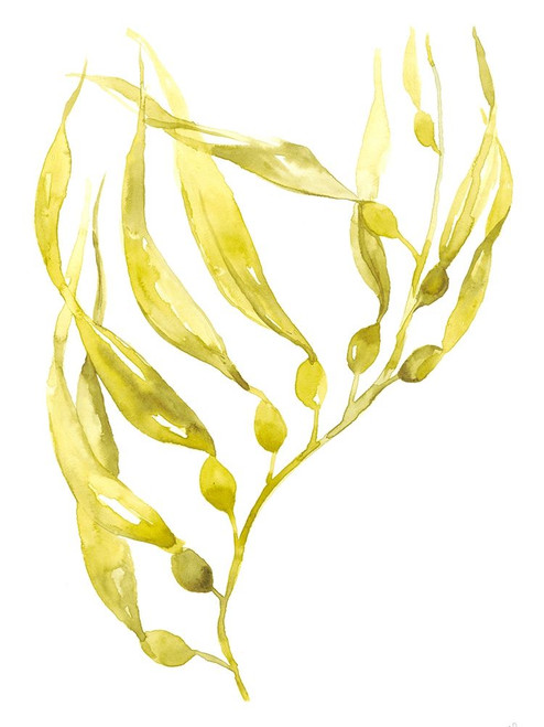Olive Sea Kelp II Poster Print - Jennifer Goldberger