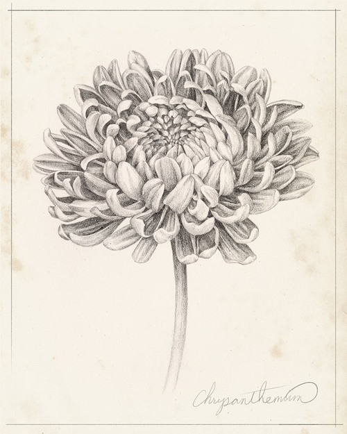 Graphite Chrysanthemum Study II Poster Print - Grace Popp