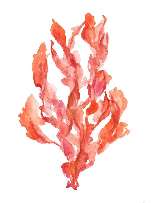 Coral Kelp II Poster Print - Jennifer Goldberger
