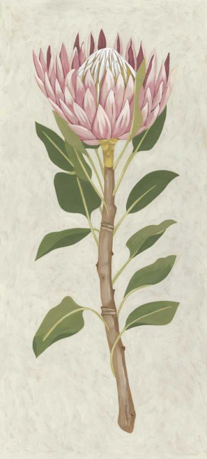 Non-Embellished Protea II Poster Print - Chariklia Zarris