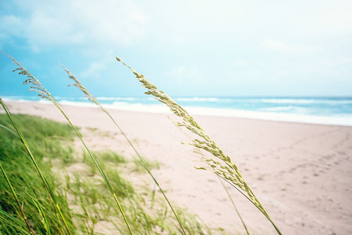 Windy Shores Poster Print - Carson Photography Bill