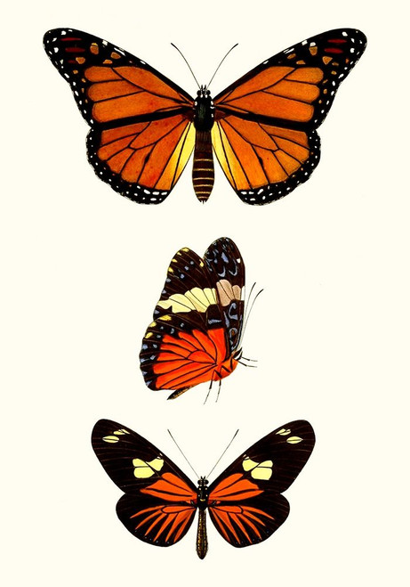 Entomology Series II Poster Print - Blanchard