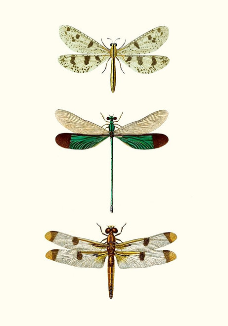 Entomology Series VII Poster Print - Blanchard