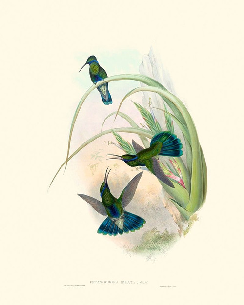 Hummingbird Delight VI Poster Print - John Gould