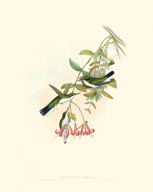 Hummingbird Delight V Poster Print - John Gould
