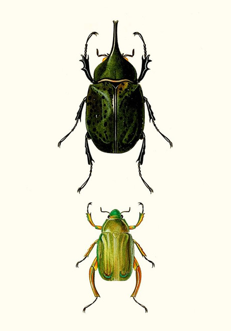 Entomology Series IV Poster Print - Blanchard