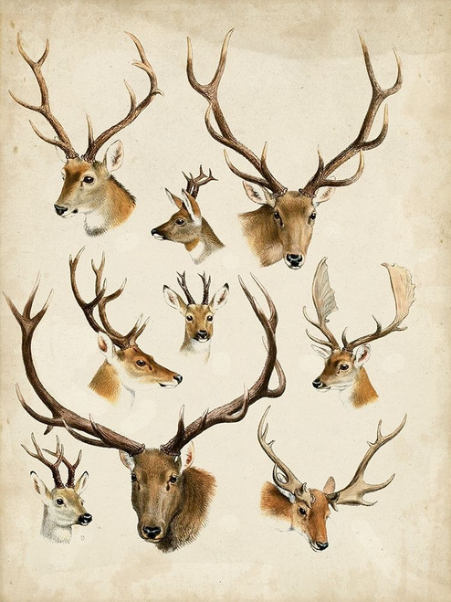 Western Animal Species II Poster Print - Unknown