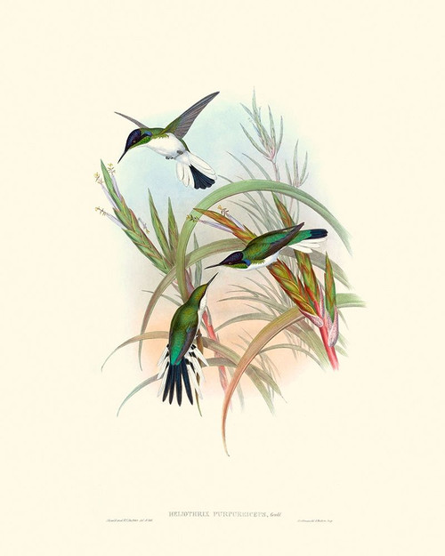 Hummingbird Delight VII Poster Print - John Gould