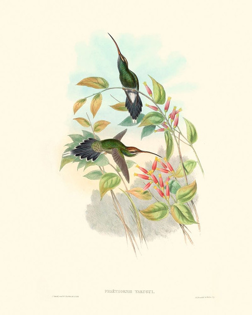 Hummingbird Delight I Poster Print - John Gould