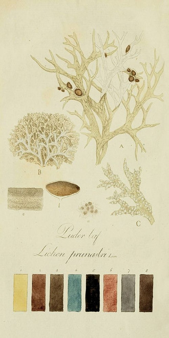 Species of Lichen IV Poster Print - Unknown