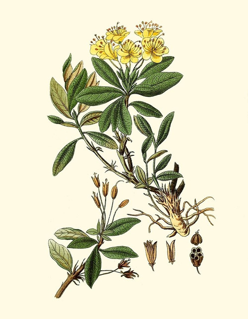 Olive Greenery IV Poster Print - Unknown