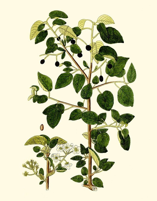 Olive Greenery V Poster Print - Unknown