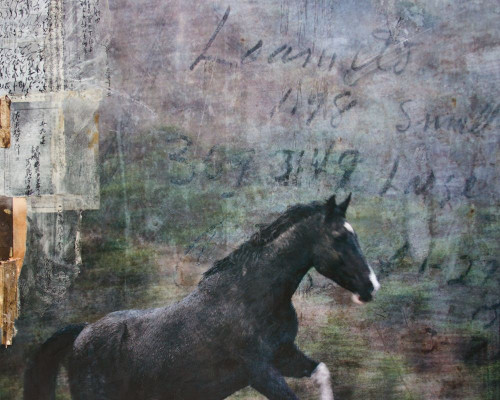 Horse Exposures I Poster Print - Susan Friedman