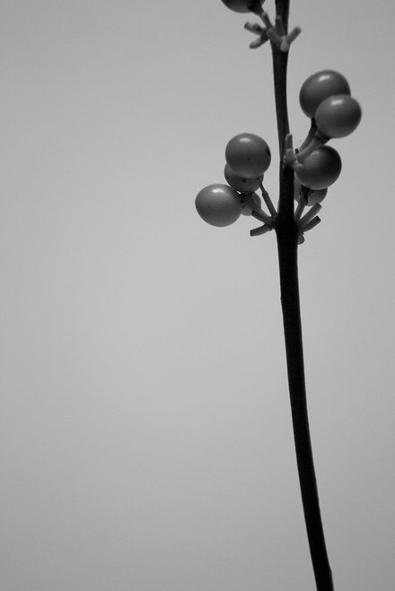 Liriope III Poster Print - Renee W. Stramel