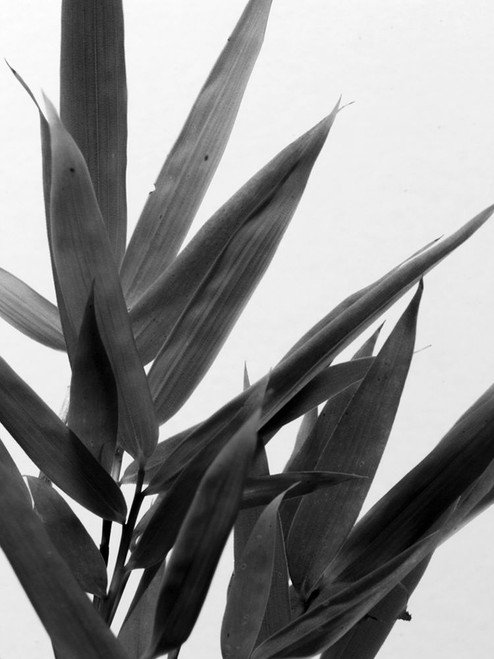 BandW Bamboo V Poster Print - Renee W. Stramel