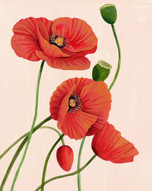 Soft Coral Poppies I Poster Print - Grace Popp