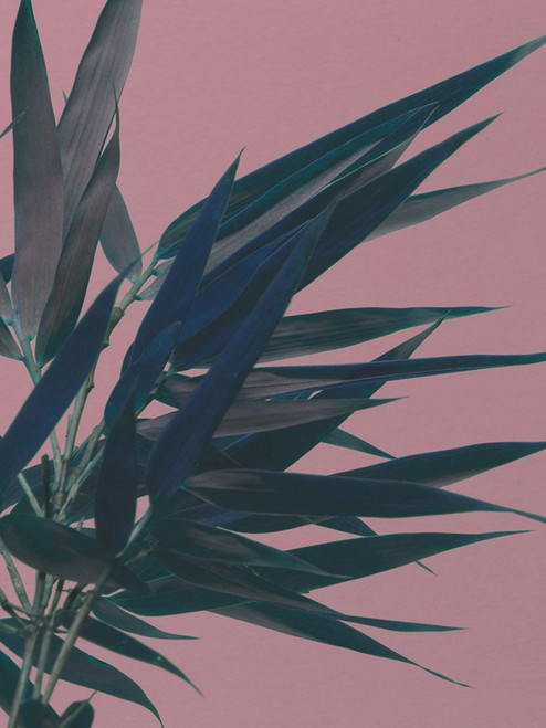 Bamboo Pink I Poster Print - Renee W. Stramel