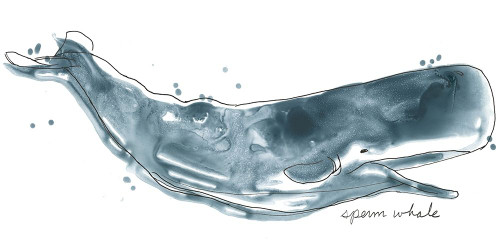 Cetacea Sperm Whale Poster Print - June Erica Vess