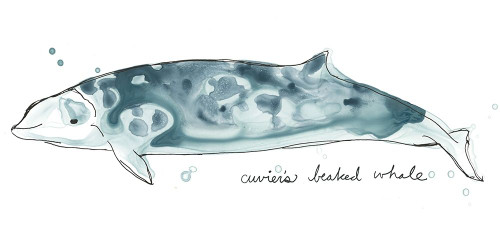 Cetacea Cuviers Beaked Whale Poster Print - June Erica Vess