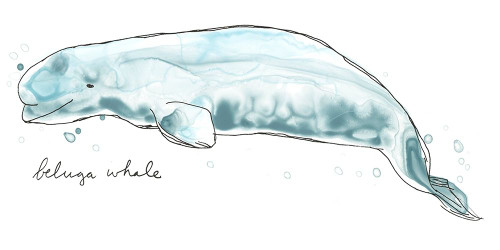 Cetacea Beluga Whale Poster Print - June Erica Vess