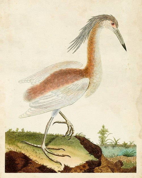 Heron Portrait III Poster Print - Unknown