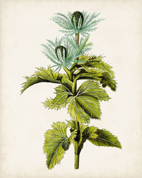 Antique Botanical Study III Poster Print - Unknown