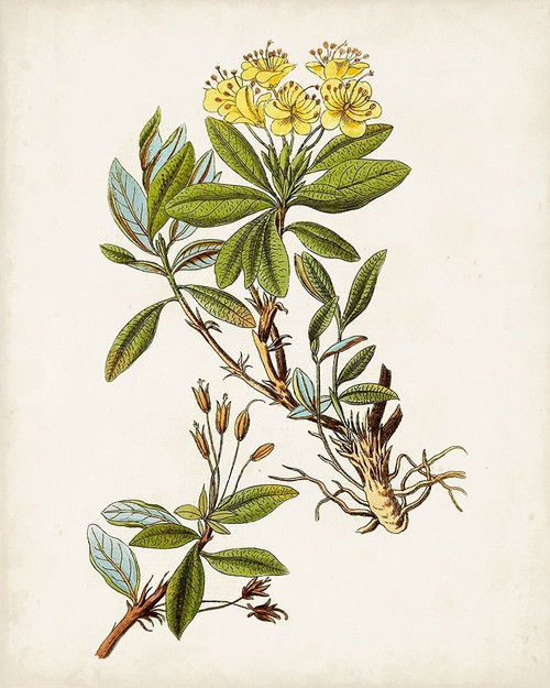 Antique Botanical Study IV Poster Print - Unknown