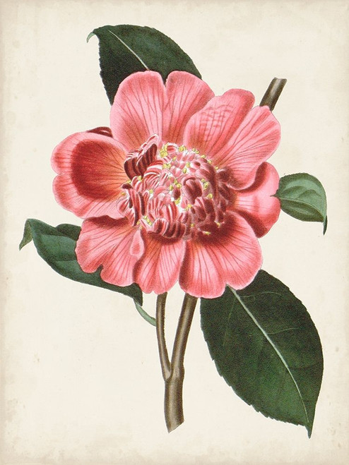 Carnelian Blooms I Poster Print - Curtis