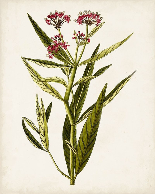 Antique Botanical Study VIII Poster Print - Unknown