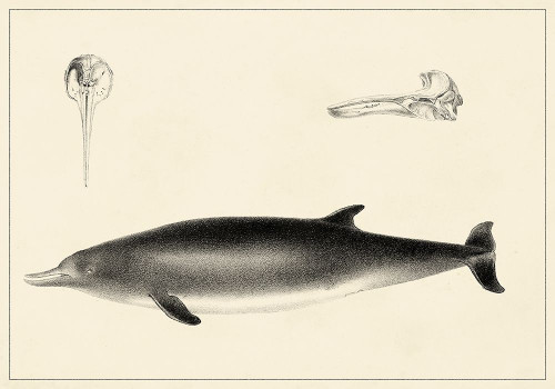 Antique Dolphin Study I Poster Print - Unknown