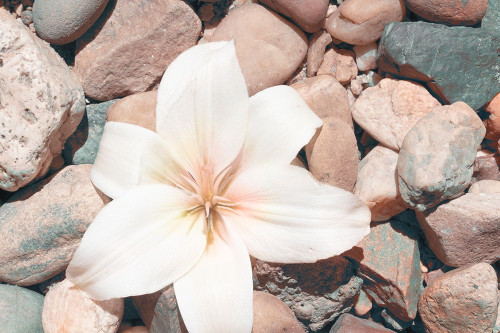 Pebble Beach I Poster Print - Jason Johnson