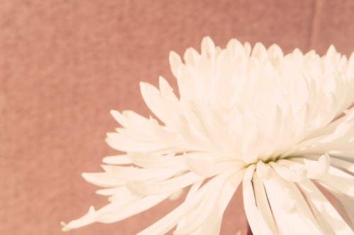 Blush Burst II Poster Print - Jason Johnson