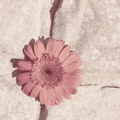 Stone Blossom I Poster Print - Jason Johnson