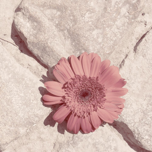 Stone Blossom II Poster Print - Jason Johnson