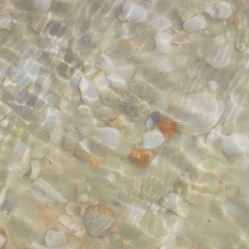 Shell Squares II Poster Print - Pam Ilosky