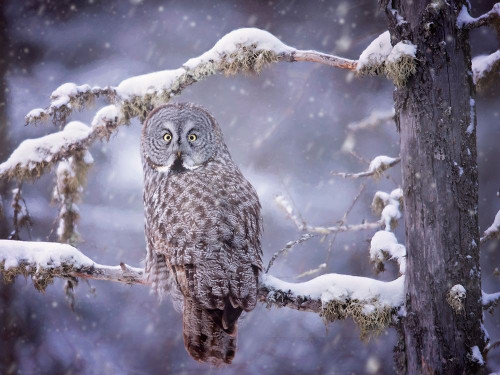 Owl in the Snow III Poster Print - PHBurchett
