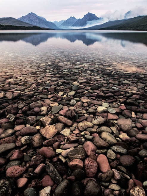 Wild I Poster Print - PHBurchett