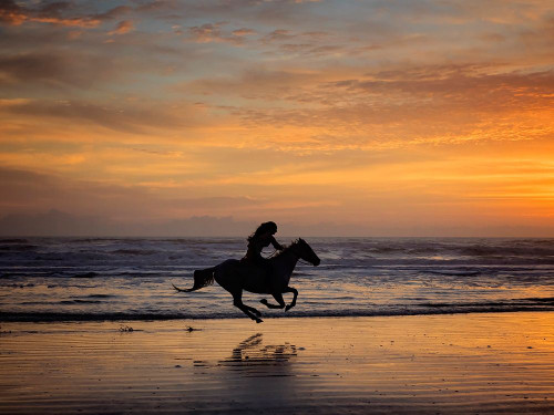 Sunkissed Horses IV Poster Print - PHBurchett