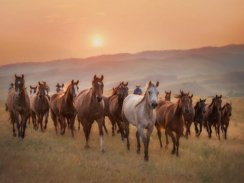 Sunkissed Horses II Poster Print - PHBurchett