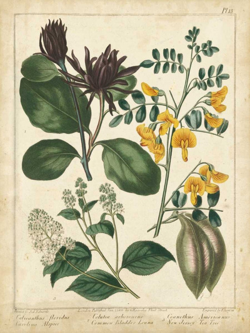 Non-Embellish Enchanted Garden I Poster Print - Sydenham Edwards