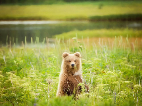 Bear Life VII Poster Print - PHBurchett