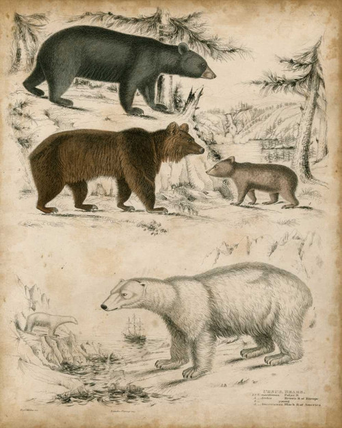 Non-Embellished Species of Bear Poster Print - Unknown