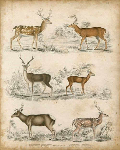 Non-Embellished Species of Deer Poster Print - Unknown