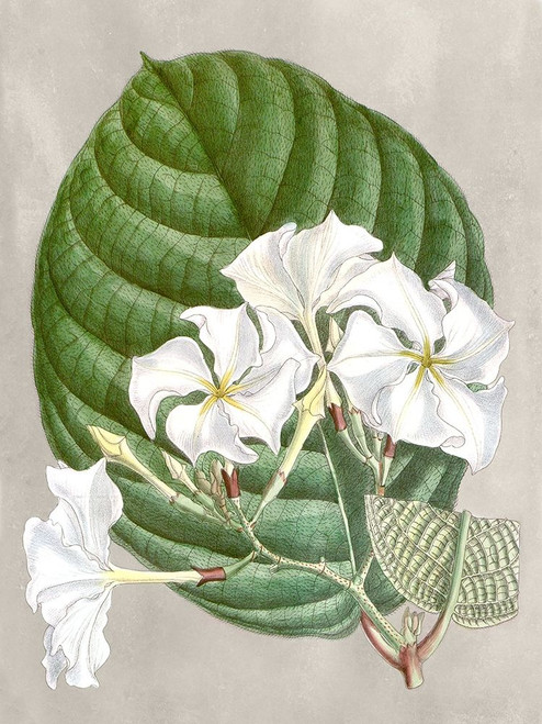 Alabaster Blooms I Poster Print - Curtis