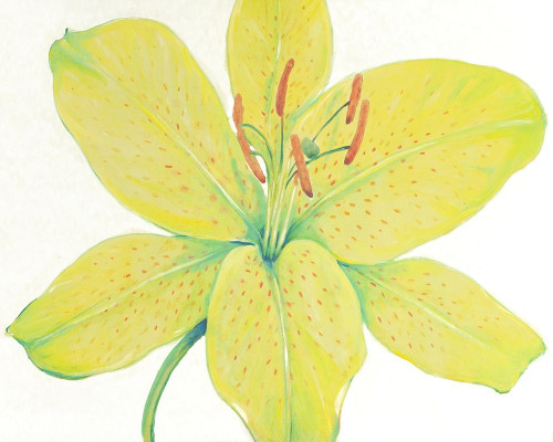 Citron Tiger Lily I Poster Print - Tim OToole
