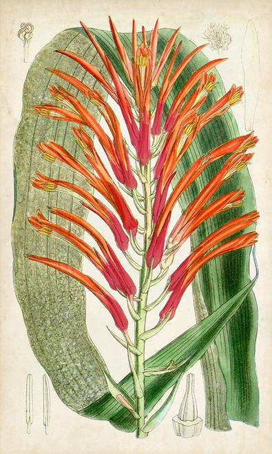 Tropical Gems VI Poster Print - Curtis