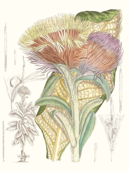 Tropical Variety IX Poster Print - Curtis