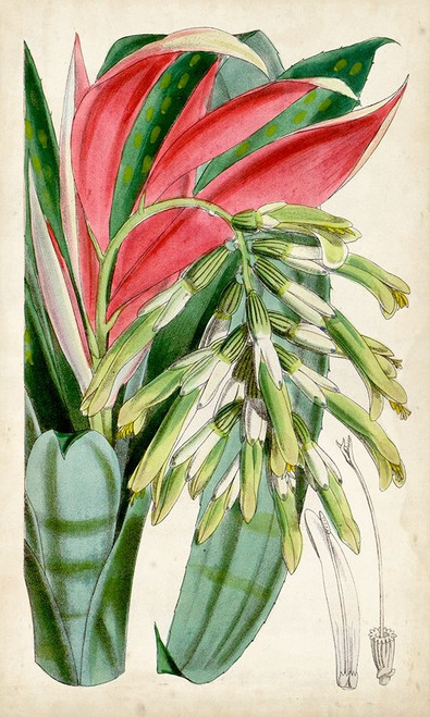 Tropical Gems III Poster Print - Curtis